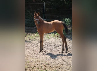 Deutsches Sportpferd, Hengst, Fohlen (05/2025), 170 cm, Brauner
