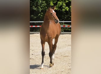 Deutsches Sportpferd, Hengst, , 170 cm, Brauner