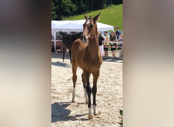 Deutsches Sportpferd, Hengst, , 170 cm, Brauner