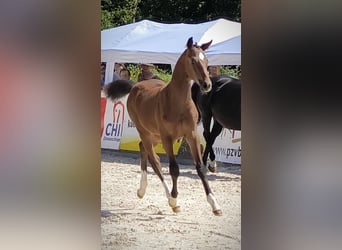Deutsches Sportpferd, Hengst, , 170 cm, Brauner