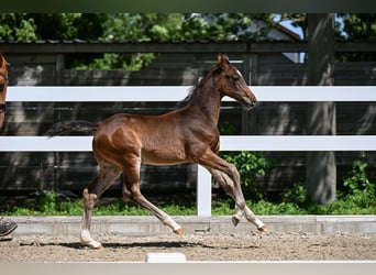 Deutsches Sportpferd, Hengst, Fohlen (04/2026), 170 cm, Brauner