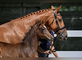 Deutsches Sportpferd, Hengst, Fohlen (04/2026), 170 cm, Brauner