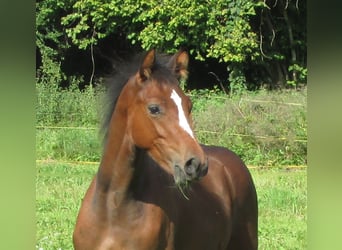 Deutsches Sportpferd, Hengst, Fohlen (03/2025), 170 cm, Brauner