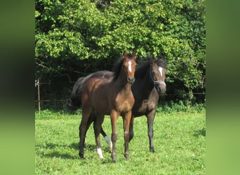 Deutsches Sportpferd, Hengst, Fohlen (03/2025), 170 cm, Brauner