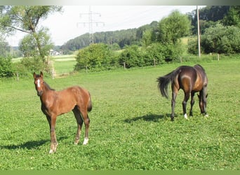 Deutsches Sportpferd, Hengst, Fohlen (03/2025), 170 cm, Brauner