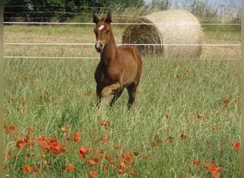 Deutsches Sportpferd, Hengst, , 170 cm, Brauner