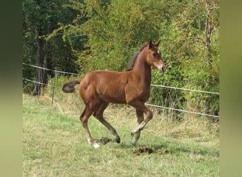 Deutsches Sportpferd, Hengst, Fohlen (04/2025), 170 cm, Brauner