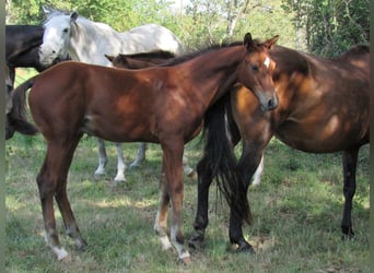 Deutsches Sportpferd, Hengst, Fohlen (04/2025), 170 cm, Brauner