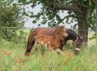 Deutsches Sportpferd, Hengst, , 170 cm, Brauner