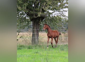 Deutsches Sportpferd, Hengst, Fohlen (04/2025), 170 cm, Brauner