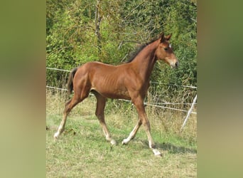 Deutsches Sportpferd, Hengst, Fohlen (04/2025), 170 cm, Brauner