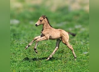 Deutsches Sportpferd, Hengst, , 170 cm, Buckskin
