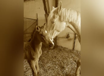 Deutsches Sportpferd, Hengst, , 170 cm, Buckskin