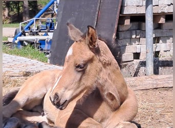 Deutsches Sportpferd, Hengst, , 170 cm, Buckskin