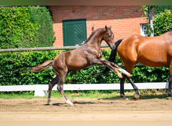 Deutsches Sportpferd, Hengst, Fohlen (02/2026), 170 cm