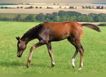 Deutsches Sportpferd, Hengst, Fohlen (04/2025), 170 cm, Dunkelbrauner