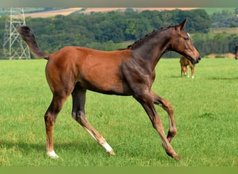 Deutsches Sportpferd, Hengst, Fohlen (04/2025), 170 cm, Dunkelbrauner