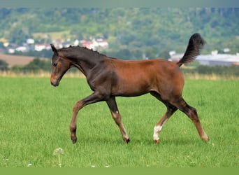 Deutsches Sportpferd, Hengst, Fohlen (04/2025), 170 cm, Dunkelbrauner
