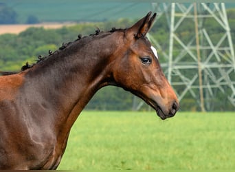 Deutsches Sportpferd, Hengst, Fohlen (04/2025), 170 cm, Dunkelbrauner