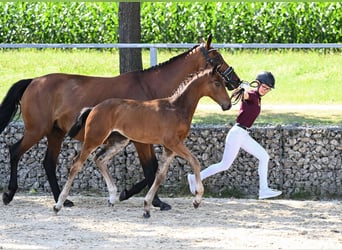 Deutsches Sportpferd, Hengst, Fohlen (05/2024), 170 cm, Dunkelbrauner