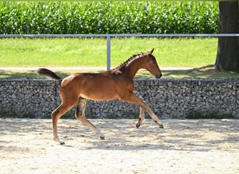 Deutsches Sportpferd, Hengst, Fohlen (05/2024), 170 cm, Dunkelbrauner