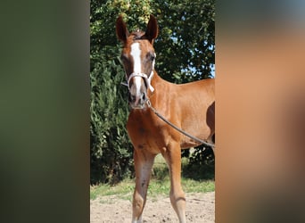 Deutsches Sportpferd, Hengst, Fohlen (05/2025), 170 cm, Dunkelfuchs