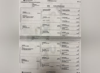 Deutsches Sportpferd, Hengst, Fohlen (04/2025), 170 cm, Kann Schimmel werden