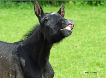 Deutsches Sportpferd, Hengst, Fohlen (05/2024), 170 cm, Kann Schimmel werden