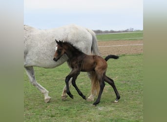 Deutsches Sportpferd, Hengst, Fohlen (03/2026), 170 cm, Kann Schimmel werden