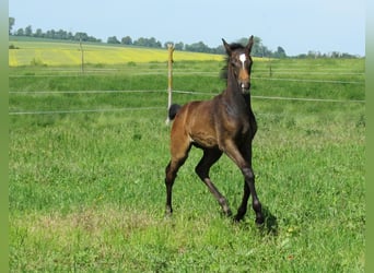 Deutsches Sportpferd, Hengst, Fohlen (03/2026), 170 cm, Kann Schimmel werden