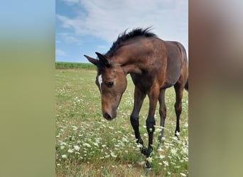 Deutsches Sportpferd, Hengst, Fohlen (03/2026), 170 cm, Kann Schimmel werden