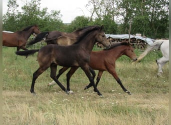 Deutsches Sportpferd, Hengst, Fohlen (03/2026), 170 cm, Kann Schimmel werden