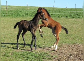 Deutsches Sportpferd, Hengst, Fohlen (03/2026), 170 cm, Kann Schimmel werden