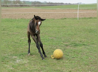 Deutsches Sportpferd, Hengst, Fohlen (03/2026), 170 cm, Kann Schimmel werden