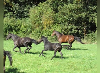 Deutsches Sportpferd, Hengst, Fohlen (03/2026), 170 cm, Kann Schimmel werden