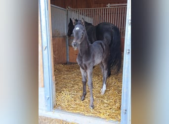 Deutsches Sportpferd, Hengst, , 170 cm, Rappe