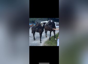 Deutsches Sportpferd, Hengst, Fohlen (04/2025), 170 cm, Rappe