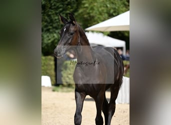 Deutsches Sportpferd, Hengst, Fohlen (04/2025), 170 cm, Rappe