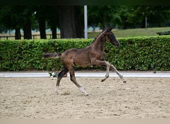 Deutsches Sportpferd, Hengst, Fohlen (05/2026), 170 cm, Rappe