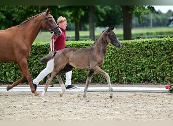 Deutsches Sportpferd, Hengst, Fohlen (05/2026), 170 cm, Rappe