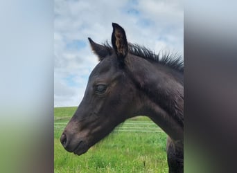 Deutsches Sportpferd, Hengst, , 170 cm, Rappe