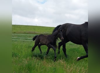 Deutsches Sportpferd, Hengst, , 170 cm, Rappe