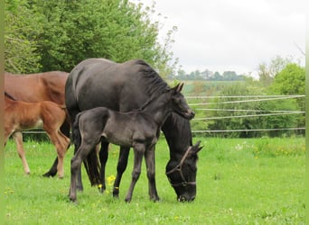 Deutsches Sportpferd, Hengst, , 170 cm, Rappe