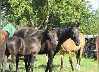 Deutsches Sportpferd, Hengst, Fohlen (04/2025), 170 cm, Rappe
