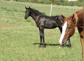 Deutsches Sportpferd, Hengst, Fohlen (04/2025), 170 cm, Rappe