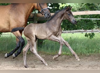 Deutsches Sportpferd, Hengst, Fohlen (05/2024), 170 cm, Rappe