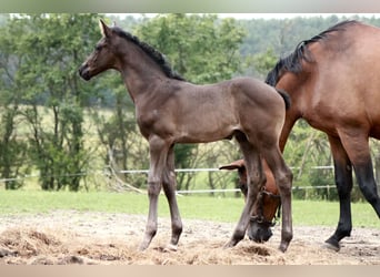 Deutsches Sportpferd, Hengst, Fohlen (05/2024), 170 cm, Rappe