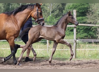 Deutsches Sportpferd, Hengst, Fohlen (05/2024), 170 cm, Rappe