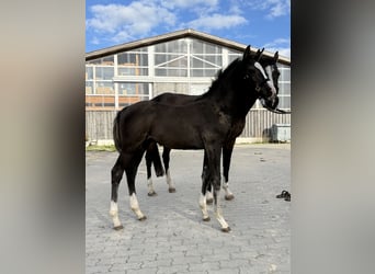 Deutsches Sportpferd, Hengst, Fohlen (06/2026), 170 cm, Rappe