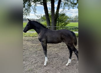 Deutsches Sportpferd, Hengst, Fohlen (06/2026), 170 cm, Rappe